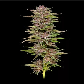 Pineapple Muffin > Humboldt Seed Company